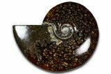 Polished Ammonite (Cleoniceras) Fossil - Madagascar #365019-1